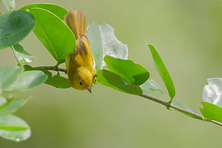 Gele elfmonarch - Erythrocercus holochlorus